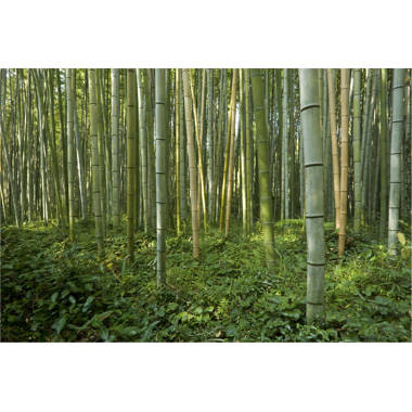 Latitude Run® Bamboo Forest Trees With Path In Kyoto Japan Photo